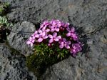 Cdn Rockies Adventure (Aug 2010) - Talus - 125
